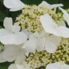 Summer Snowflake Viburnum - 3 Gallon Pot 1 Summer Snowflake Viburnum - 3 Gallon Pot -Plant Shop Viburnum Summer Snowflake 21