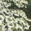 Summer Snowflake Viburnum - 6 Pack Of 1 Gallon Pots -Plant Shop Viburnum Summer Snowflake 21 500x750 1