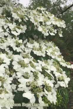 Summer Snowflake Viburnum - 3 Gallon Pot -Plant Shop Viburnum Summer Snowflake 21 500x750 2