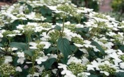 Summer Snowflake Viburnum - 6 Pack Of 1 Gallon Pots -Plant Shop Viburnum Summer Snowflake 3