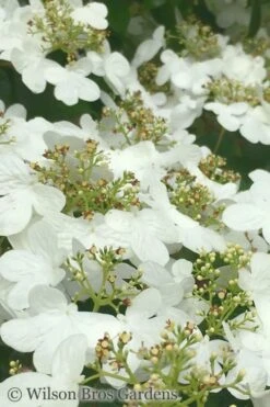 Summer Snowflake Viburnum - 6 Pack Of 1 Gallon Pots -Plant Shop Viburnum Summer Snowflake 31