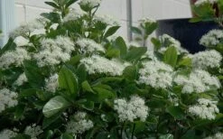 Winterthur Viburnum - 1 Gallon Pot -Plant Shop Viburnum Winterthur 11