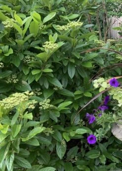 Winterthur Viburnum - 1 Gallon Pot -Plant Shop Viburnum Winterthur 9