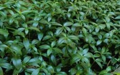 White Evergreen Periwinkle (Vinca Minor 'Alba') - 5 Pack Of Pint Pots -Plant Shop Vinca Minor 11