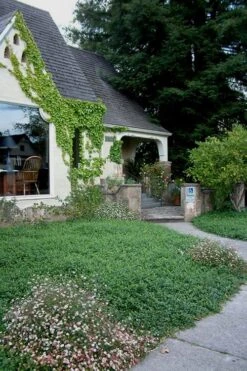 White Evergreen Periwinkle (Vinca Minor 'Alba') - 5 Pack Of Pint Pots -Plant Shop Vinca Minor 14