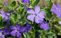 Ralph Shugert Variegated Periwinkle - Vinca Minor - 3 Pack Of Pint Pots -Plant Shop Vinca Minor Ralph Shugert Closeup
