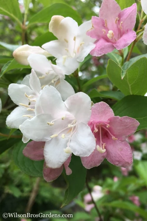 Goodness Grows Bicolor Weigela - 3 Gallon Pot 6 Goodness Grows Bicolor Weigela - 3 Gallon Pot - Image 4