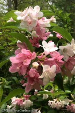 Goodness Grows Bicolor Weigela - 3 Gallon Pot 14 Goodness Grows Bicolor Weigela - 3 Gallon Pot -Plant Shop Weigela Goodness Grows 10