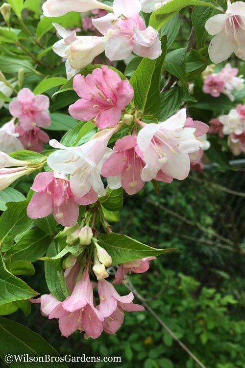 Goodness Grows Bicolor Weigela - 3 Gallon Pot 3 Goodness Grows Bicolor Weigela - 3 Gallon Pot
