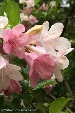 Goodness Grows Bicolor Weigela - 3 Gallon Pot 16 Goodness Grows Bicolor Weigela - 3 Gallon Pot -Plant Shop Weigela Goodness Grows 3