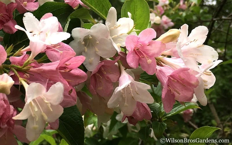 Goodness Grows Bicolor Weigela - 3 Gallon Pot 10 Goodness Grows Bicolor Weigela - 3 Gallon Pot - Image 8