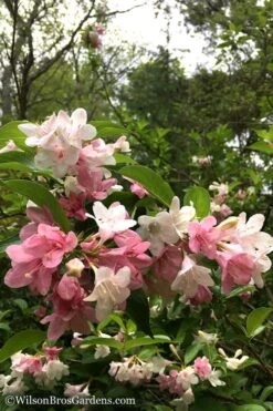 Goodness Grows Bicolor Weigela - 3 Gallon Pot 15 Goodness Grows Bicolor Weigela - 3 Gallon Pot -Plant Shop Weigela Goodness Grows 8