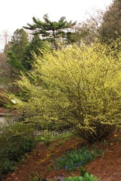 Winterthur Winterhazel (Corylopsis) - 2 Gallon Pot 13 Winterthur Winterhazel (Corylopsis) - 2 Gallon Pot -Plant Shop Winter Hazel Winterthur 5