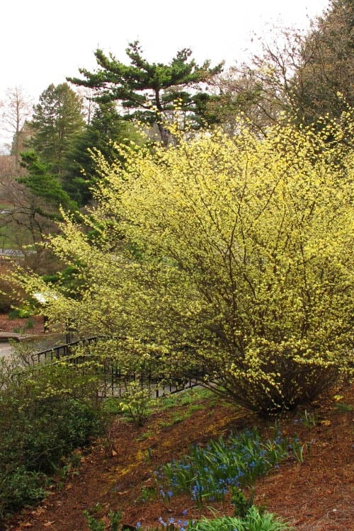 Winterthur Winterhazel (Corylopsis) - 2 Gallon Pot 8 Winterthur Winterhazel (Corylopsis) - 2 Gallon Pot - Image 6