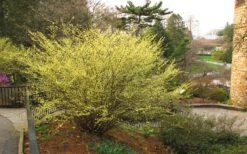 Winterthur Winterhazel (Corylopsis) - 2 Gallon Pot 12 Winterthur Winterhazel (Corylopsis) - 2 Gallon Pot -Plant Shop Winter Hazel Winterthur 6