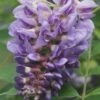 Amethyst Falls Wisteria Vine - 3 Gallon Pot 1 Amethyst Falls Wisteria Vine - 3 Gallon Pot -Plant Shop Wisteria Amethyst Falls Rev 500x750 1