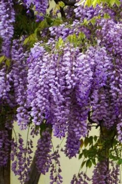 Fragrant Royal Purple Wisteria Vine - 5 Gallon Pot -Plant Shop Wisteria Royal Purple 1