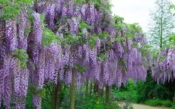 Fragrant Royal Purple Wisteria Vine - 5 Gallon Pot -Plant Shop Wisteria Royal Purple 4