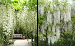 Snow Showers White Wisteria - 5 Gallon Pot -Plant Shop Wisteria Snow Showers 4