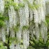 Snow Showers White Wisteria - 5 Gallon Pot 2 Snow Showers White Wisteria - 5 Gallon Pot -Plant Shop Wisteria Snow Showers 500x750 1