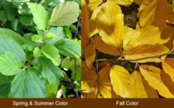 Yellow American Witch Hazel (Hamamelis Virginiana) - 3 Pack Of 1.5 Quart Pots -Plant Shop Witch Hazel Common American 10