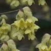 Winterthur Winterhazel (Corylopsis) - 2 Gallon Pot -Plant Shop Witch Hazel Winterthur Corylopsis 1