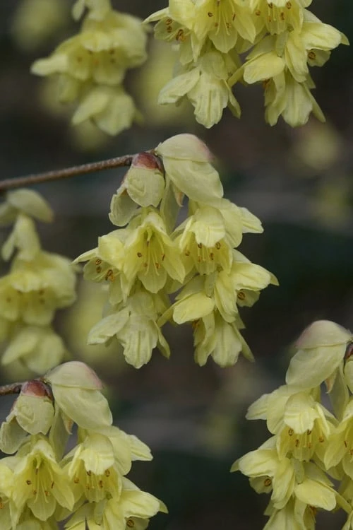 Winterthur Winterhazel (Corylopsis) - 2 Gallon Pot 3 Winterthur Winterhazel (Corylopsis) - 2 Gallon Pot