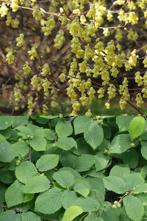 Winterthur Winterhazel (Corylopsis) - 2 Gallon Pot 6 Winterthur Winterhazel (Corylopsis) - 2 Gallon Pot - Image 4