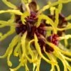 Yellow American Witch Hazel (Hamamelis Virginiana) - 3 Pack Of 1.5 Quart Pots -Plant Shop Witch hazel Common American Yellow 1