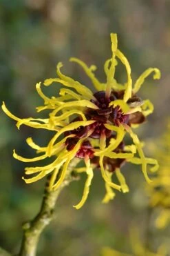 Yellow American Witch Hazel (Hamamelis Virginiana) - 3 Pack Of 1.5 Quart Pots -Plant Shop Witch hazel Common American Yellow 2