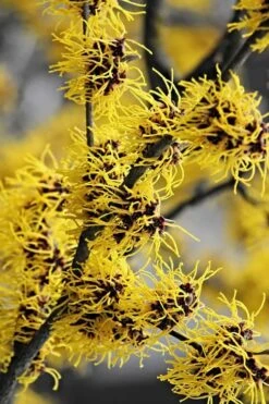 Yellow American Witch Hazel (Hamamelis Virginiana) - 3 Pack Of 1.5 Quart Pots -Plant Shop Witch hazel Common American Yellow 3