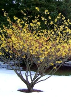 Yellow American Witch Hazel (Hamamelis Virginiana) - 3 Pack Of 1.5 Quart Pots -Plant Shop Witch hazel Common American Yellow 6