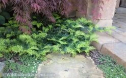 Creeping Japanese Plum Yew (Cephalotaxus Harringtonia 'Prostrata') - 3 Gallon Pot -Plant Shop Yew Creeping 2 50