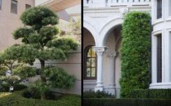 Podocarpus Macrophyllus Upright Yew - 6 Pack Of 1 Gallon Pots -Plant Shop Yew Podocarpus 2