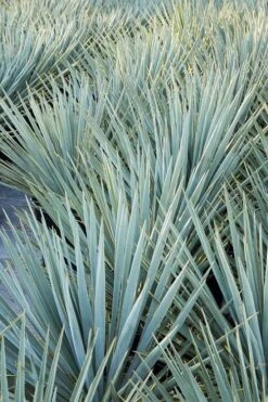 Blue Sentry Yucca - 3 Gallon Pot -Plant Shop Yucca Blue Sentry 2 1