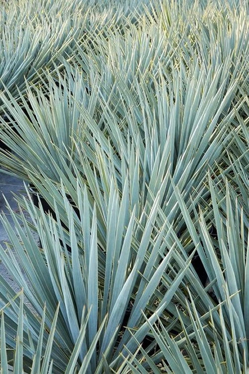 Blue Sentry Yucca - 1 Gallon Pot 8 Blue Sentry Yucca - 1 Gallon Pot - Image 6