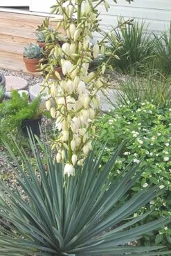 Blue Sentry Yucca - 3 Gallon Pot -Plant Shop Yucca Blue Sentry 3 1