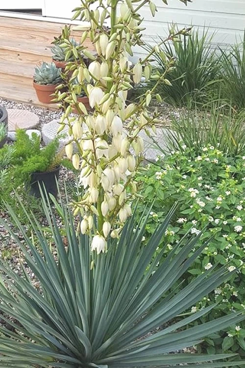 Blue Sentry Yucca - 1 Gallon Pot 7 Blue Sentry Yucca - 1 Gallon Pot - Image 5