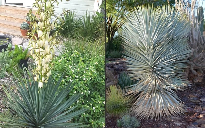 Blue Sentry Yucca - 1 Gallon Pot 6 Blue Sentry Yucca - 1 Gallon Pot - Image 4
