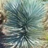 Blue Sentry Yucca - 3 Gallon Pot 2 Blue Sentry Yucca - 3 Gallon Pot -Plant Shop Yucca Blue Sentry 5 1