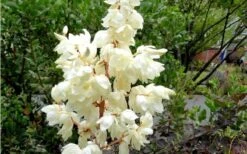 Color Guard Yucca - 6 Pack Of 1 Gallon Pots 15 Color Guard Yucca - 6 Pack Of 1 Gallon Pots -Plant Shop Yucca Color Guard Flowers Closeup