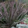 Magenta Magic Yucca - 3 Gallon Pot -Plant Shop Yucca Magenta Magic 15