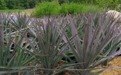 Magenta Magic Yucca - 3 Gallon Pot -Plant Shop Yucca Magenta Magic 2