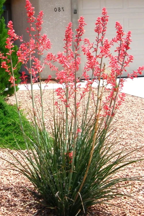 Red Yucca - 3 Gallon Pot 7 Red Yucca - 3 Gallon Pot - Image 5