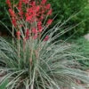Red Yucca - 3 Gallon Pot 1 Red Yucca - 3 Gallon Pot -Plant Shop Yucca Red 8