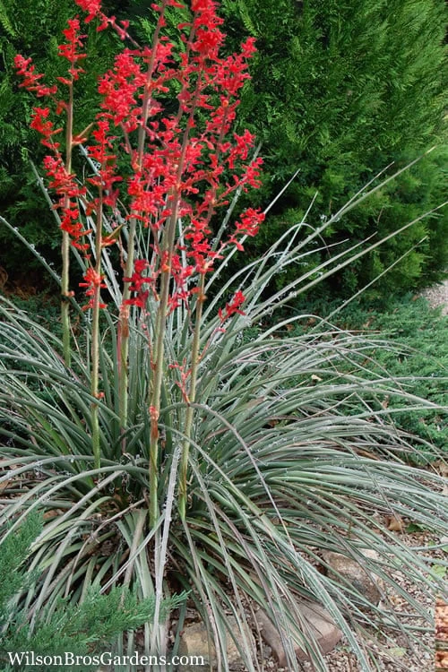 Red Yucca - 3 Gallon Pot 3 Red Yucca - 3 Gallon Pot