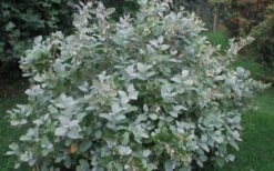 Woodlanders Blue Dusty Zenobia (Honeycup) - 3 Gallon Pot 17 Woodlanders Blue Dusty Zenobia (Honeycup) - 3 Gallon Pot -Plant Shop Zenobia Woodlanders Blue 20