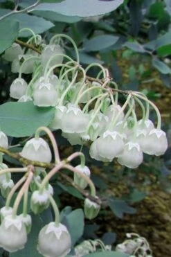 Woodlanders Blue Dusty Zenobia (Honeycup) - 3 Gallon Pot 16 Woodlanders Blue Dusty Zenobia (Honeycup) - 3 Gallon Pot -Plant Shop Zenobia Woodlanders Blue 7