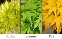 Aoyagi Japanese Maple (Ukon) - 5 Gallon Pot -Plant Shop acer palmatum aoyagi japanese maple 2