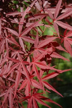 Red Bamboo Japanese Maple (Acer Palmatum 'Beni Otake') - 3 Gallon Pot 14 Red Bamboo Japanese Maple (Acer Palmatum 'Beni Otake') - 3 Gallon Pot -Plant Shop acer palmatum beni otake 1